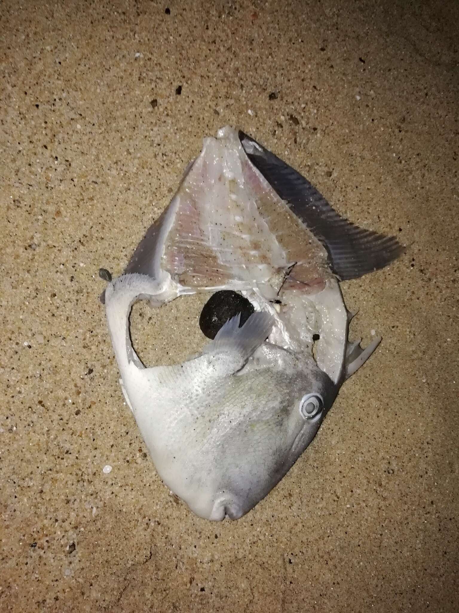 Image of Finescale Triggerfish