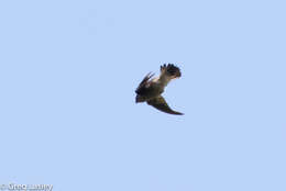 Image of Madagascar Spinetail