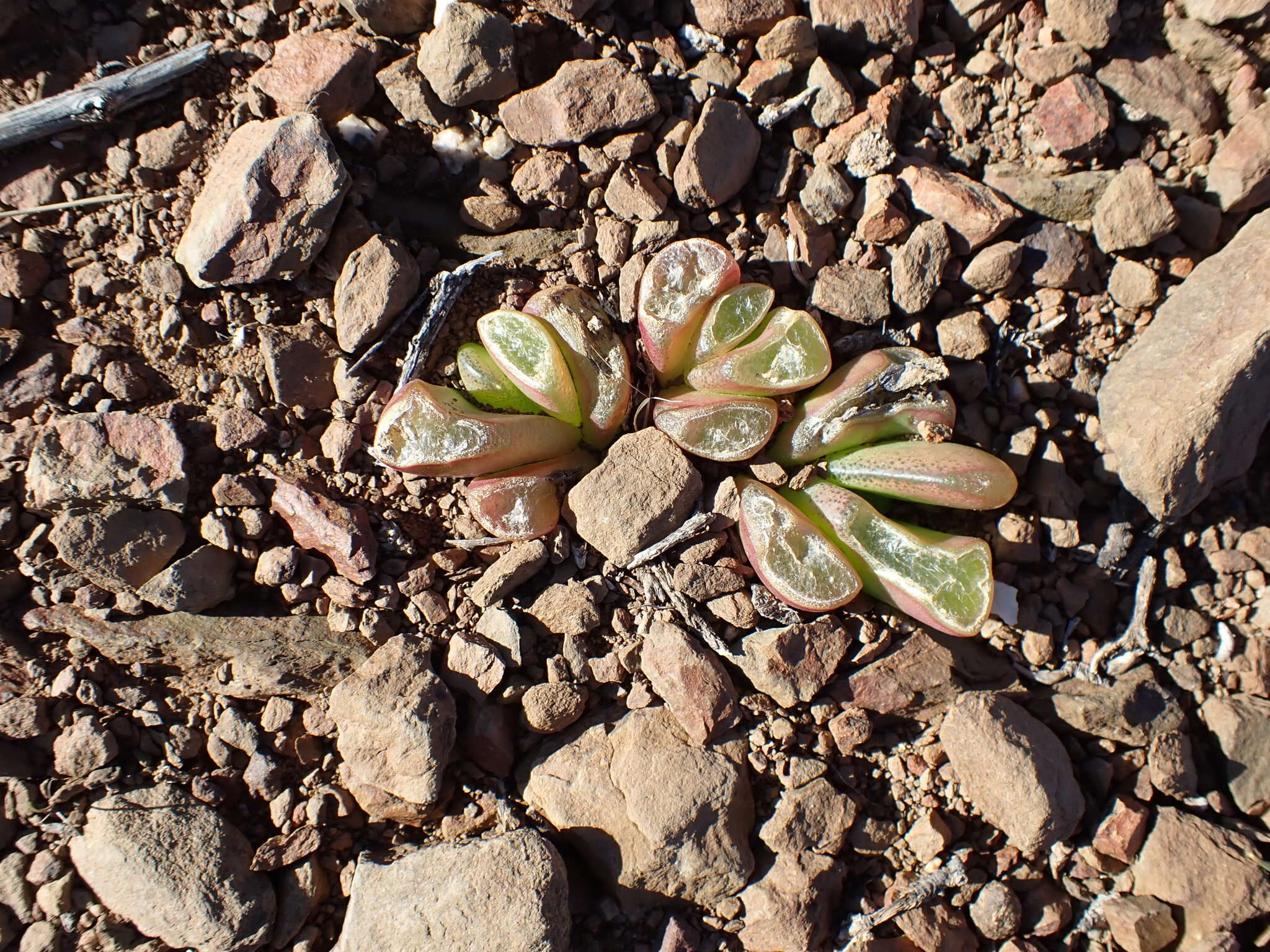 Image of Glottiphyllum nelii Schwant.