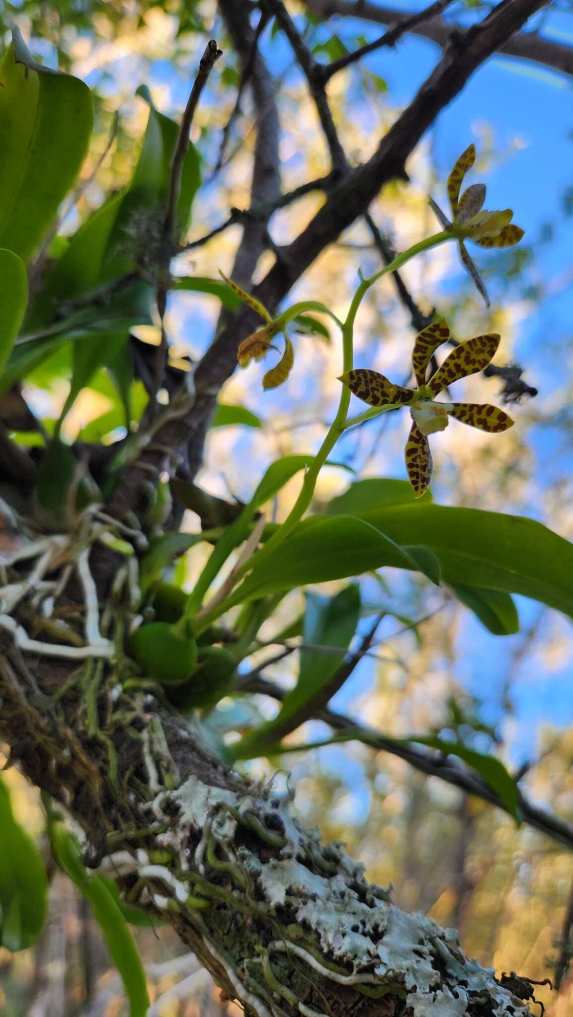 Image of dollar orchid