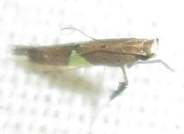 Image of Caloptilia isotoma (Meyrick 1914)