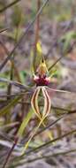 Image of Mallee spider orchid