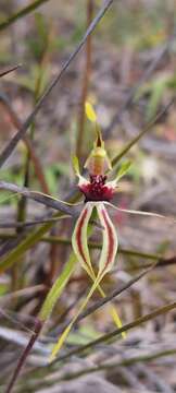 Caladenia verrucosa G. W. Carr resmi