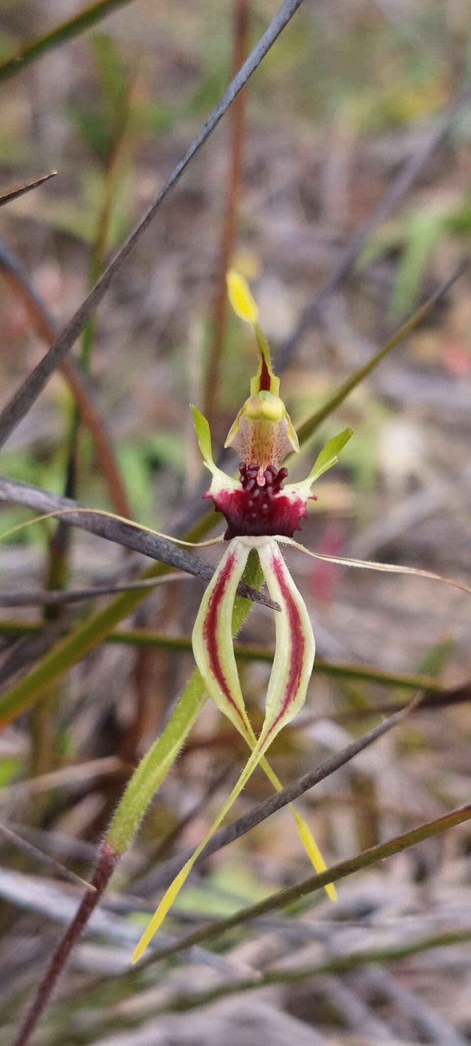 Caladenia verrucosa G. W. Carr resmi