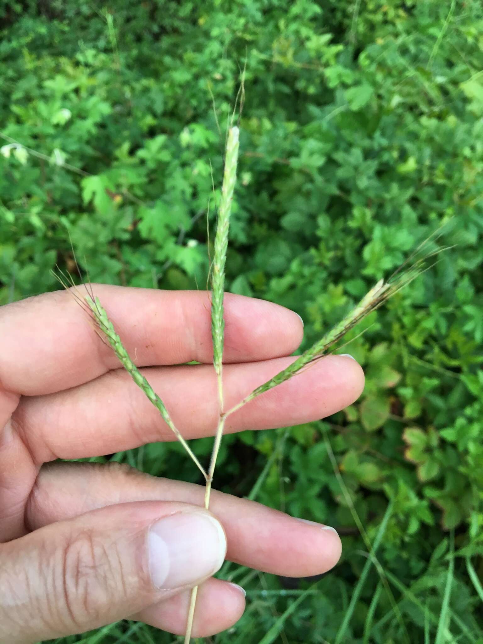 Image of Angleton bluestem