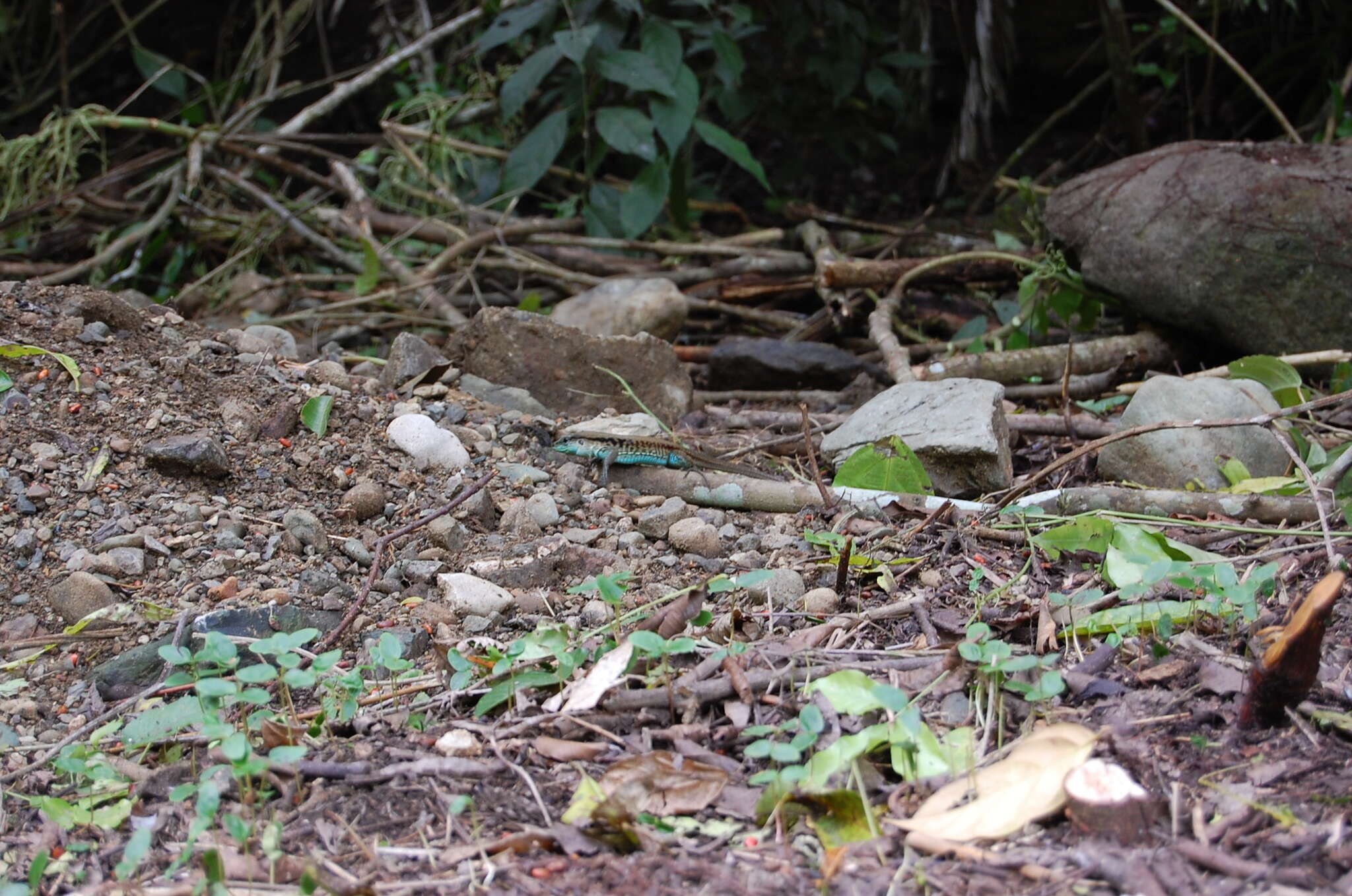 Image of Four-lined Ameiva