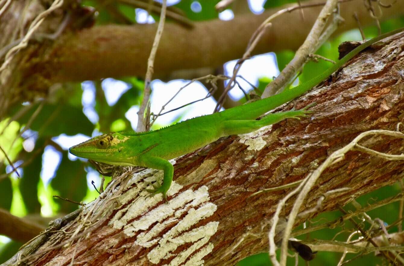 Image of Baracoa Anole