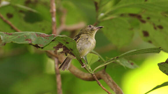 Image of Southern Bentbill