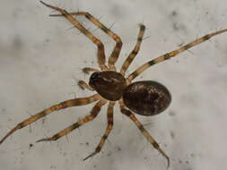 Lepthyphantes minutus (Blackwall 1833) resmi