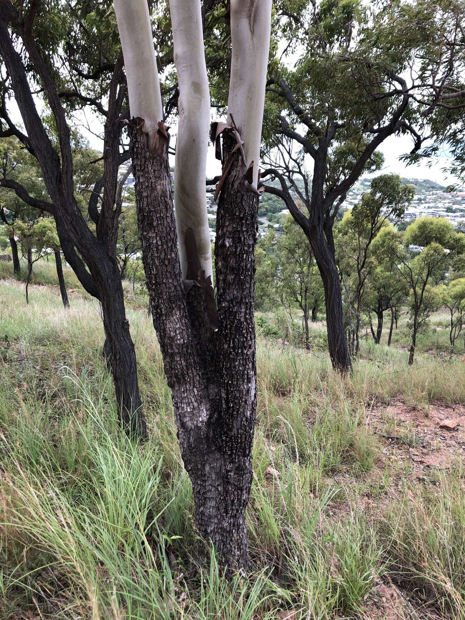 Image of Corymbia tessellaris (F. Müll.) K. D. Hill & L. A. S. Johnson