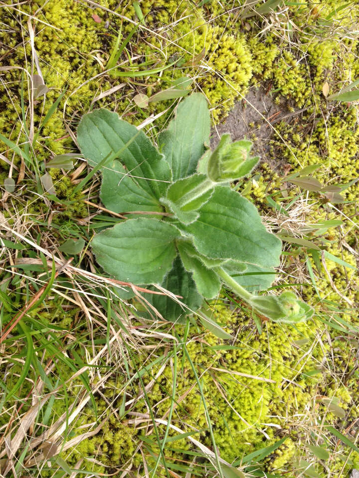 Image of Common Leopardbane