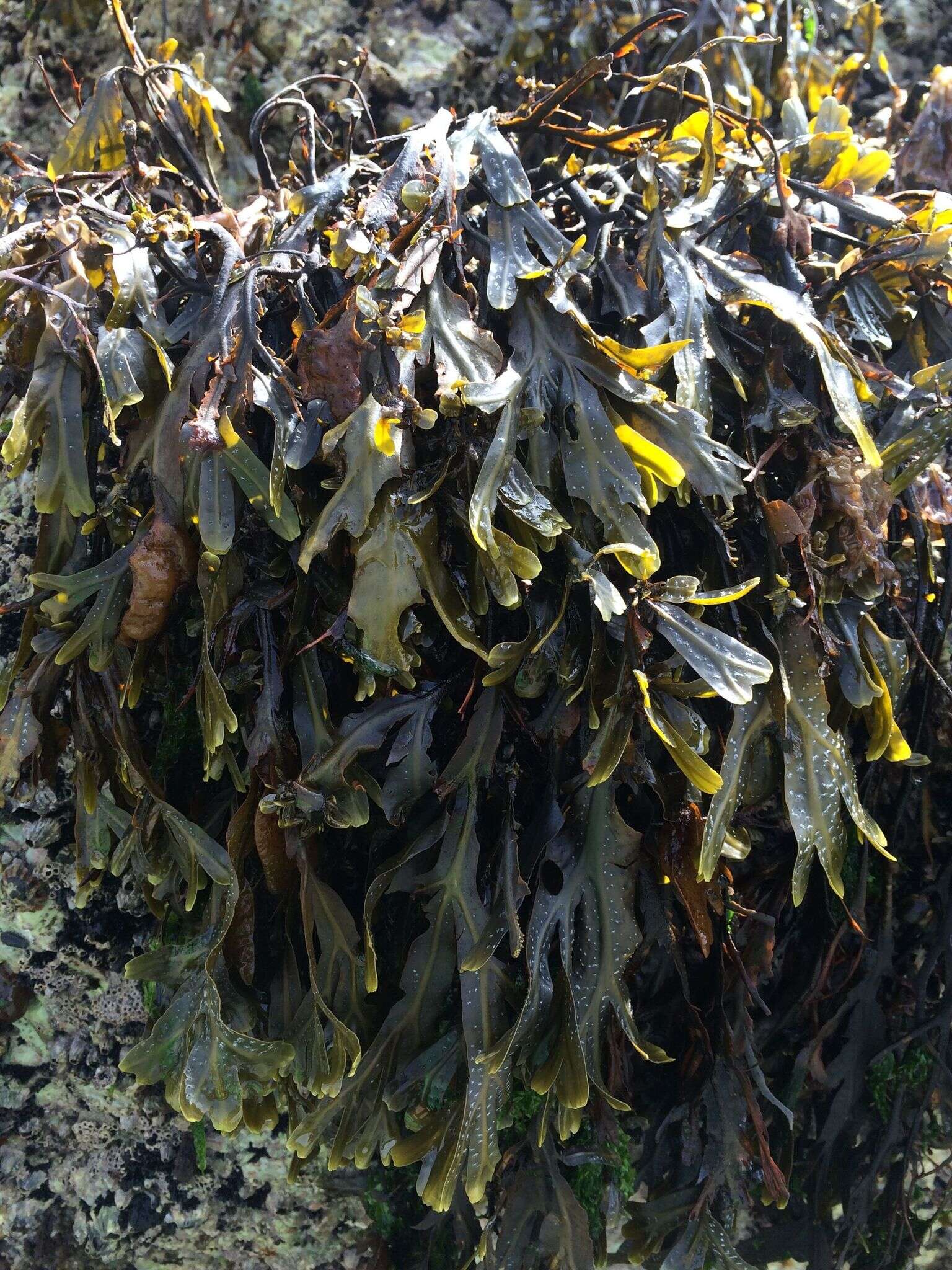 Image of Spiral or Spiralled Wrack