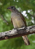 Image of Scaly-throated Honeyguide