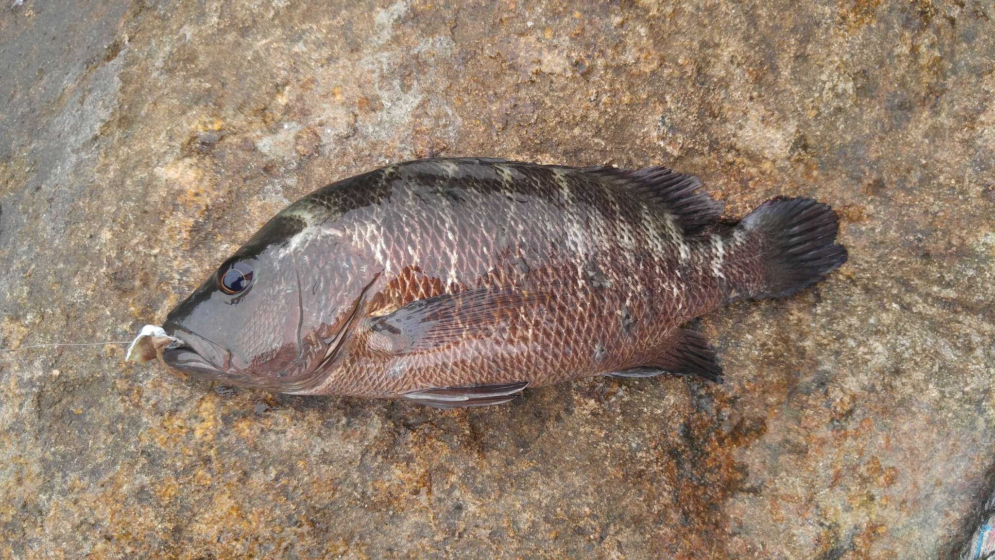 Image of Mangrove red snapper