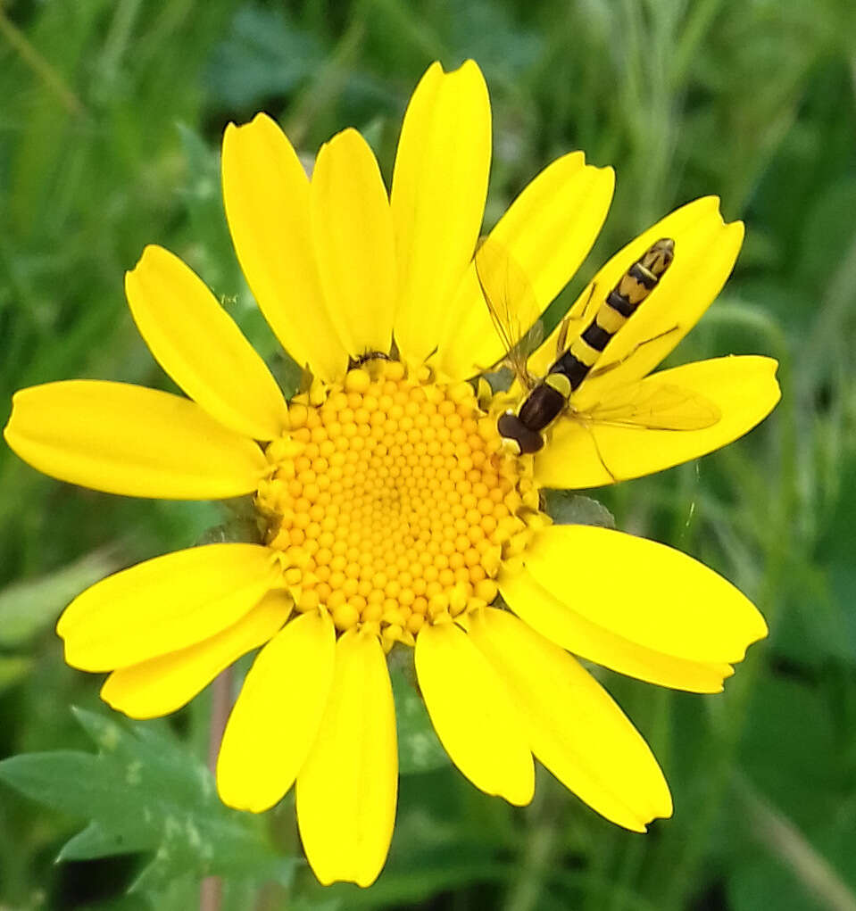 Sphaerophoria scripta (Linnaeus 1758) resmi