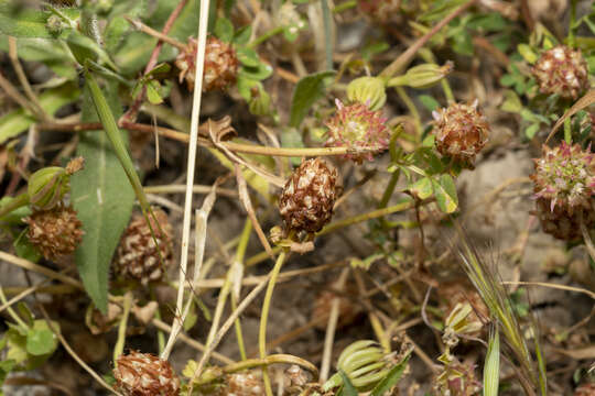 Image of sharp-tooth clover