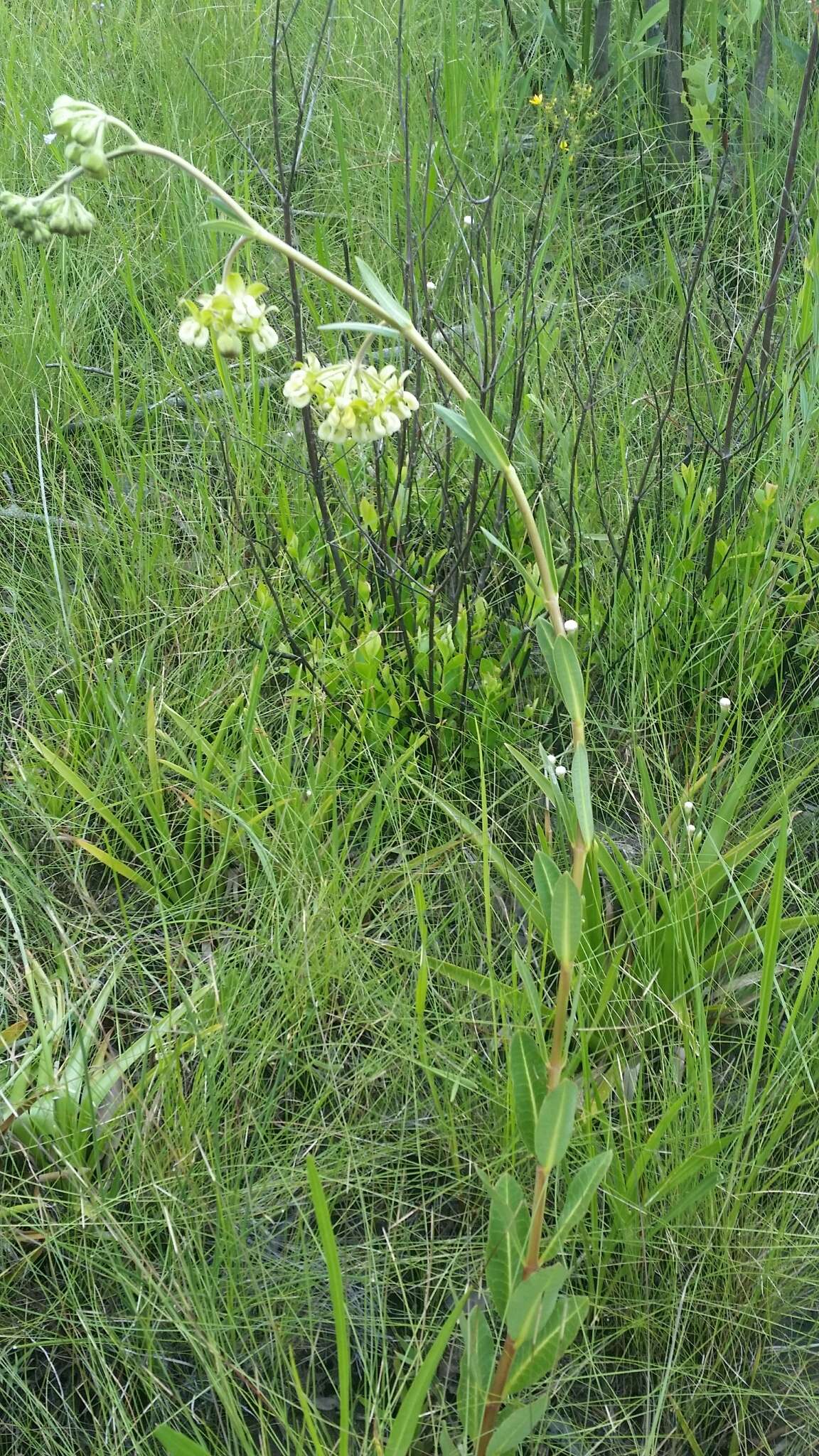 Sivun Asclepias connivens Baldw. ex Ell. kuva