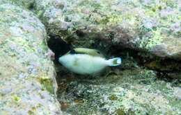 Image of Halfmoon triggerfish