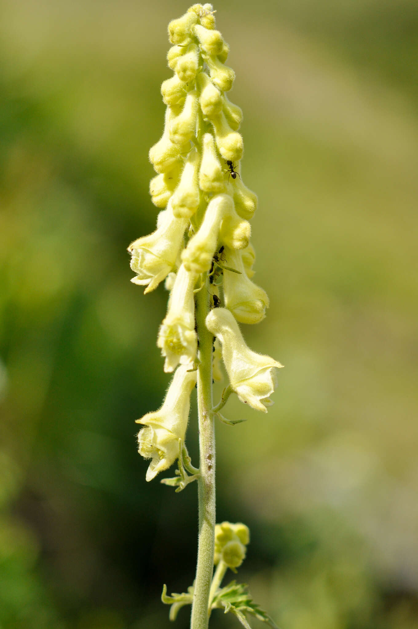 Imagem de Aconitum lycoctonum subsp. neapolitanum (Ten.) Nyman