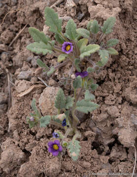 Image of nakedstem phacelia