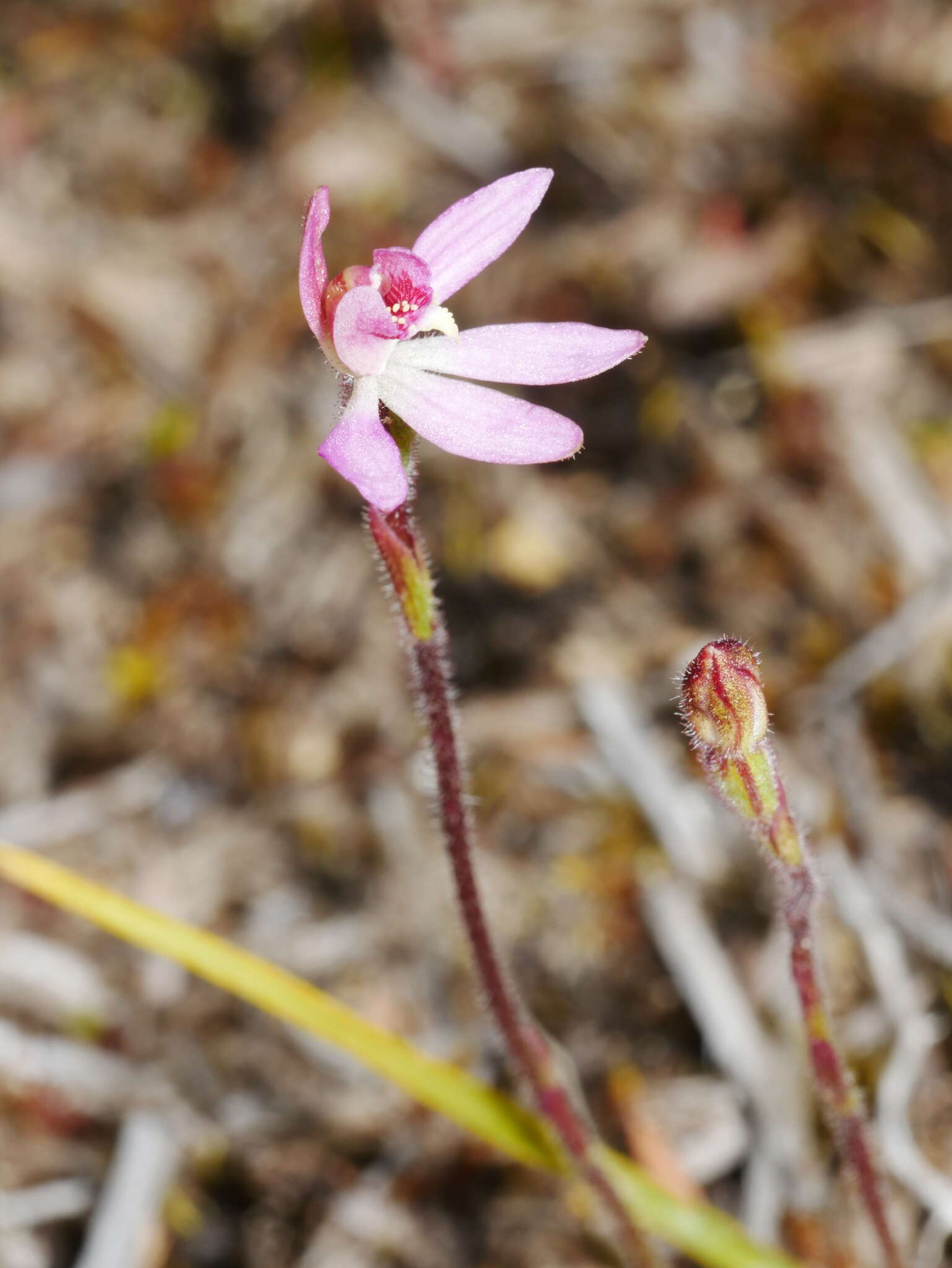 Image of White fingers