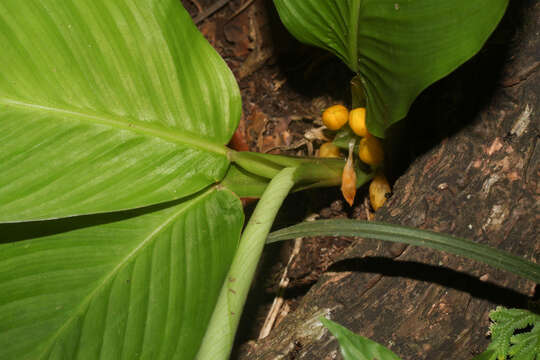 Image of Goeppertia panamensis (Rowlee) Borchs. & S. Suárez