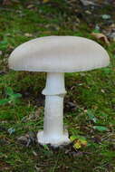 Слика од Amanita spreta (Peck) Sacc. 1887