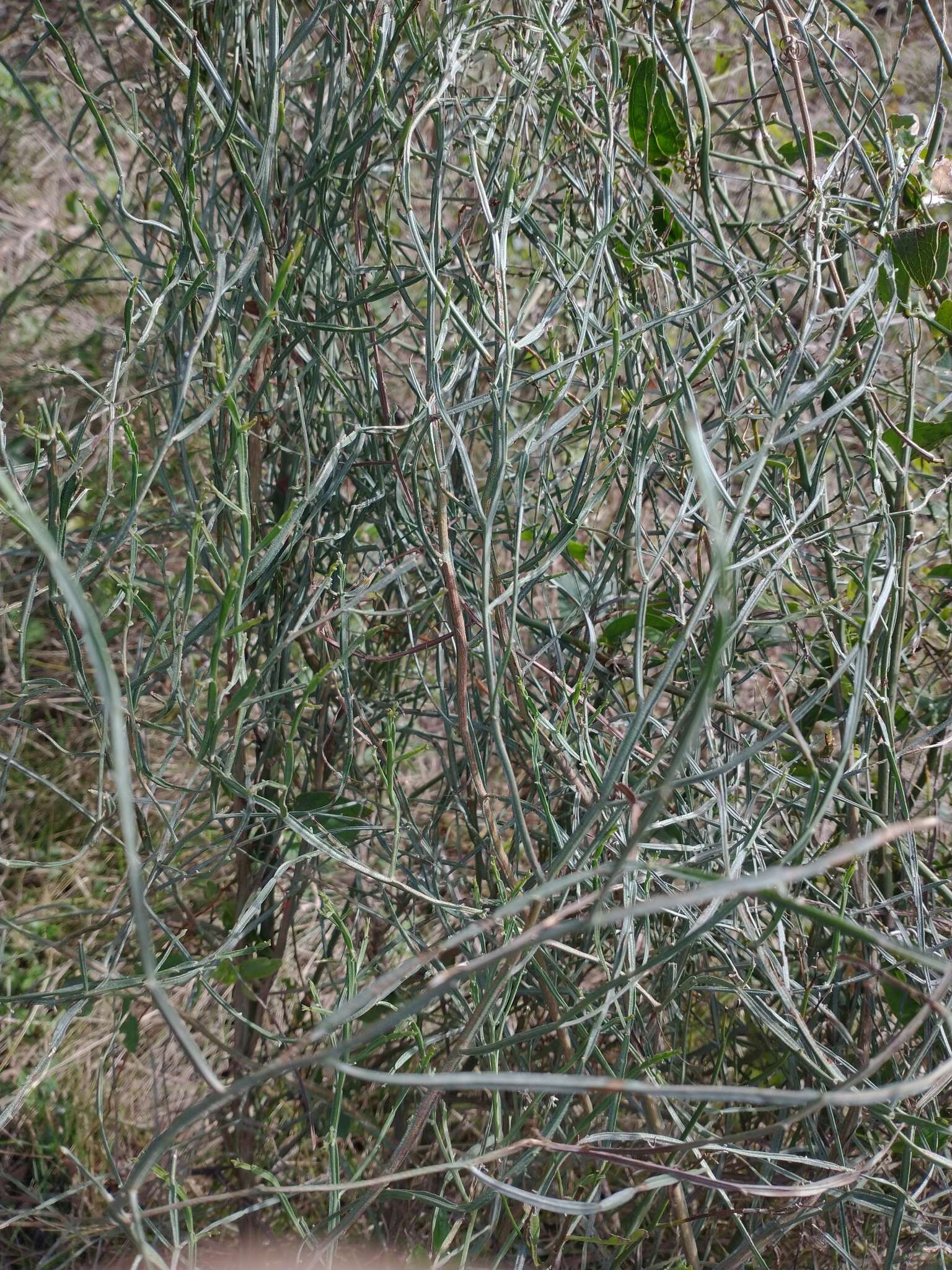 Image of Baccharis articulata (Lam.) Pers.