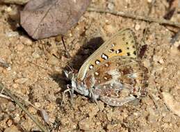 Image of Aloeides damarensis mashona Tite & Dickson 1973