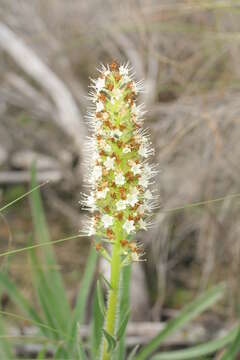 Image of Echiostachys incanus (Thunb.) Levyns