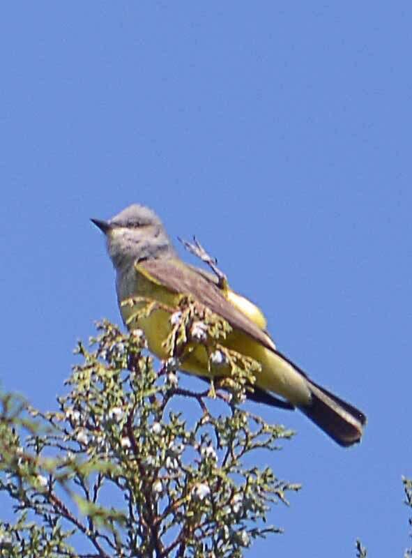 Image of Western Kingbird