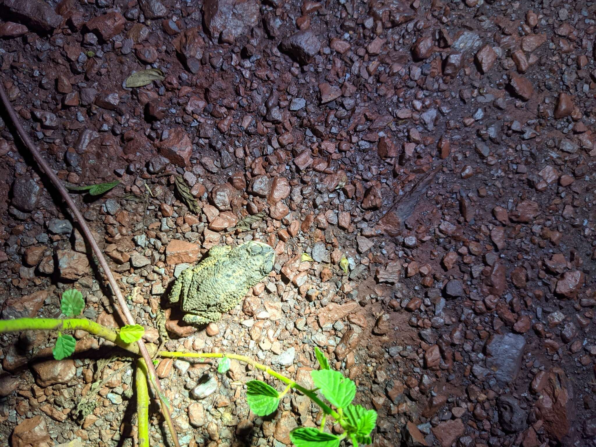 Imagem de Rhinella major (Müller & Hellmich 1936)