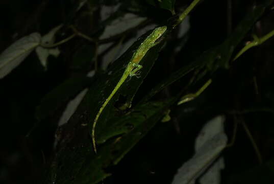 Image of Andes  Anole