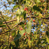 Image of Texan sugarberry
