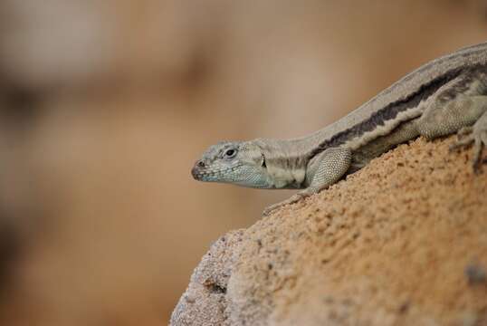 Image of Four-banded Pacific Iguana