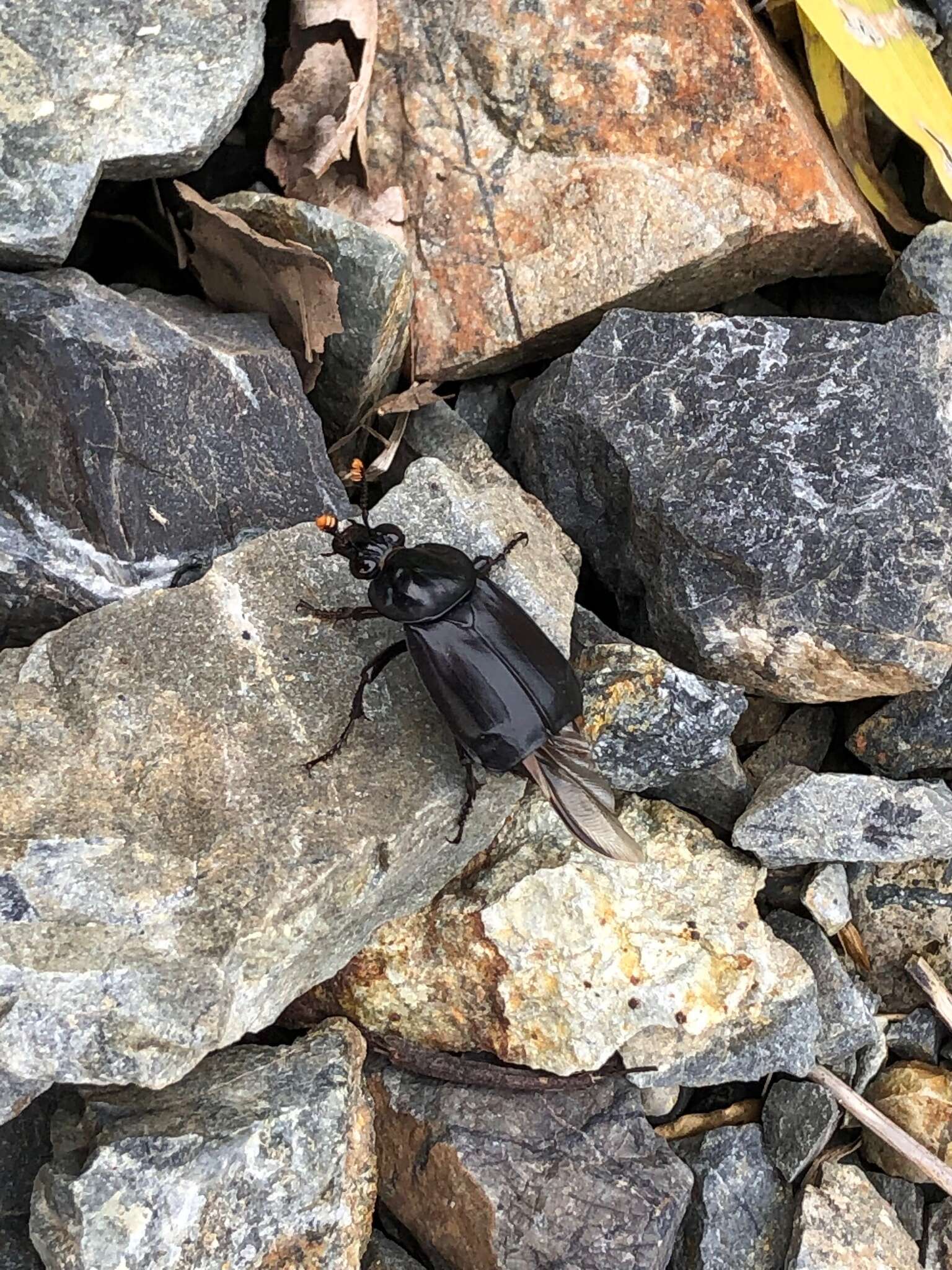 Image of Nicrophorus (Nicrophorus) concolor (Kraatz 1877)