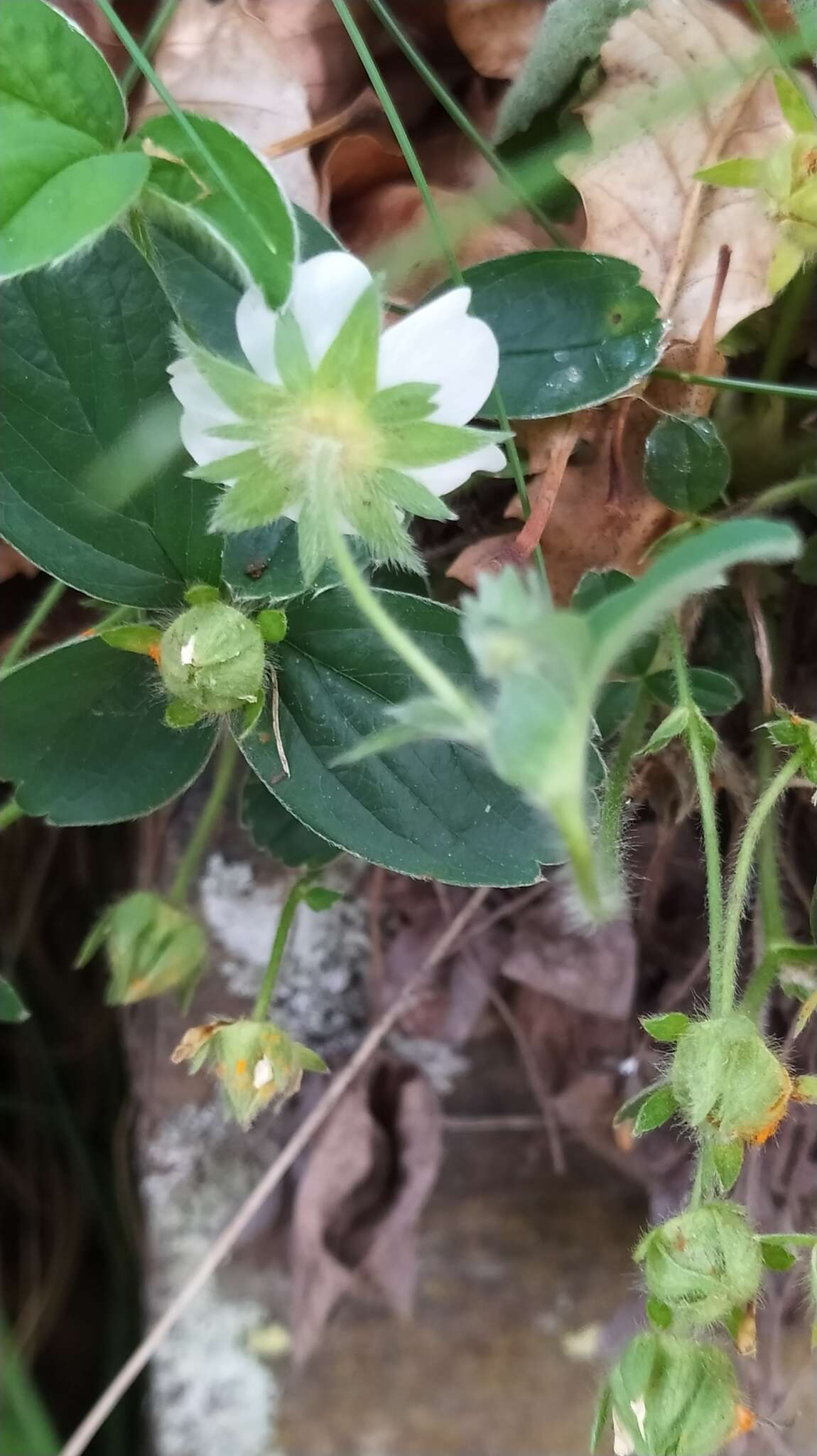 Image of Potentilla montana Brot.