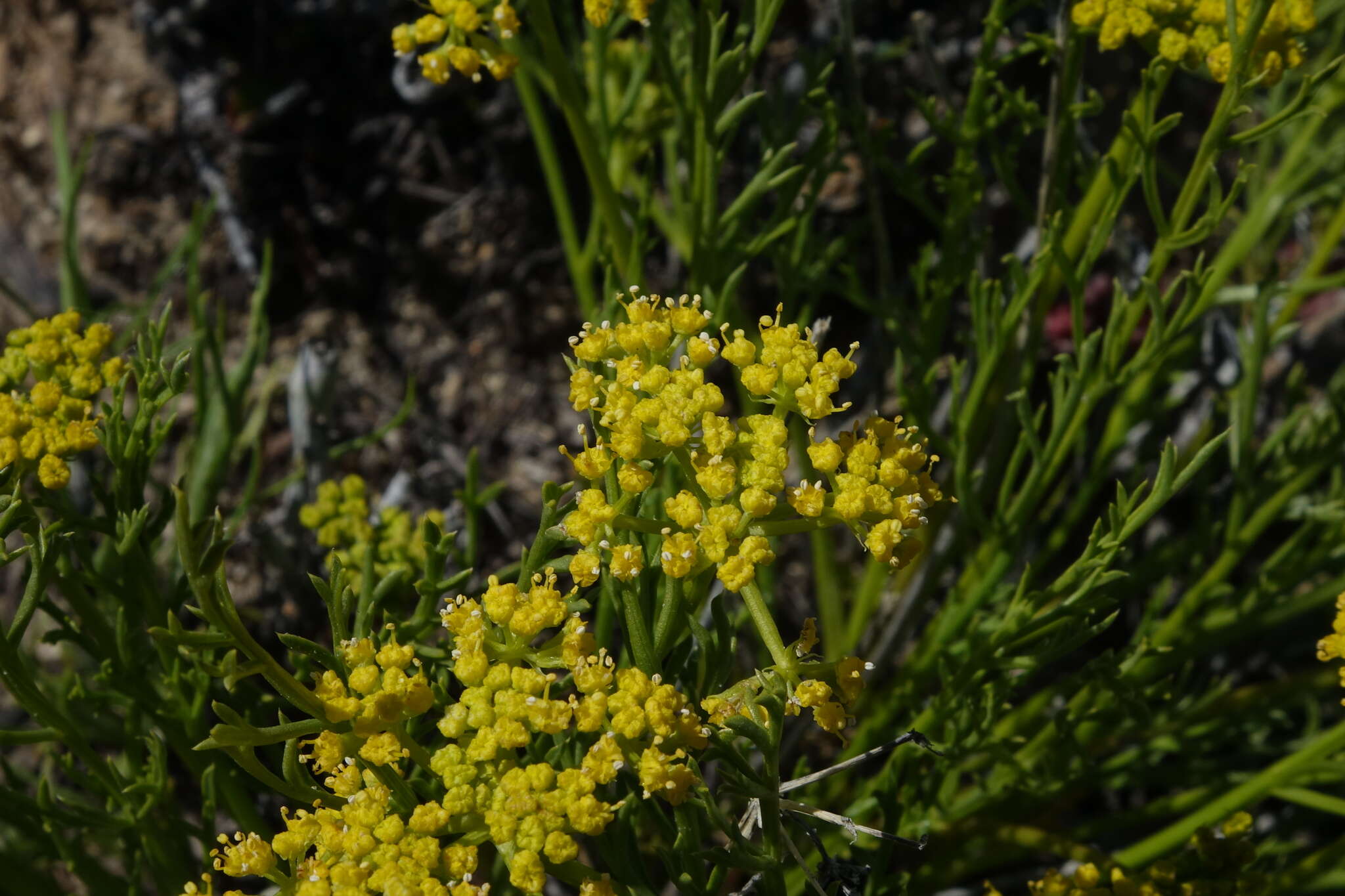 Imagem de Lomatium nuttallii (A. Gray) Macbr.