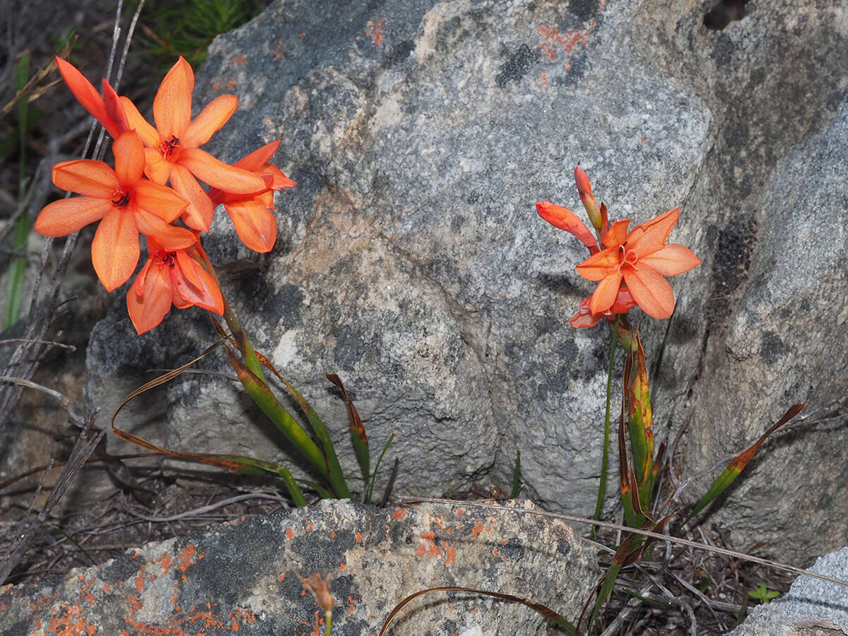 صورة Watsonia stenosiphon L. Bolus