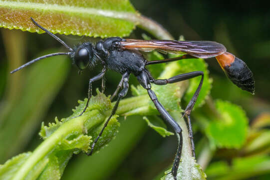 Image of Ammophila pictipennis Walsh 1869