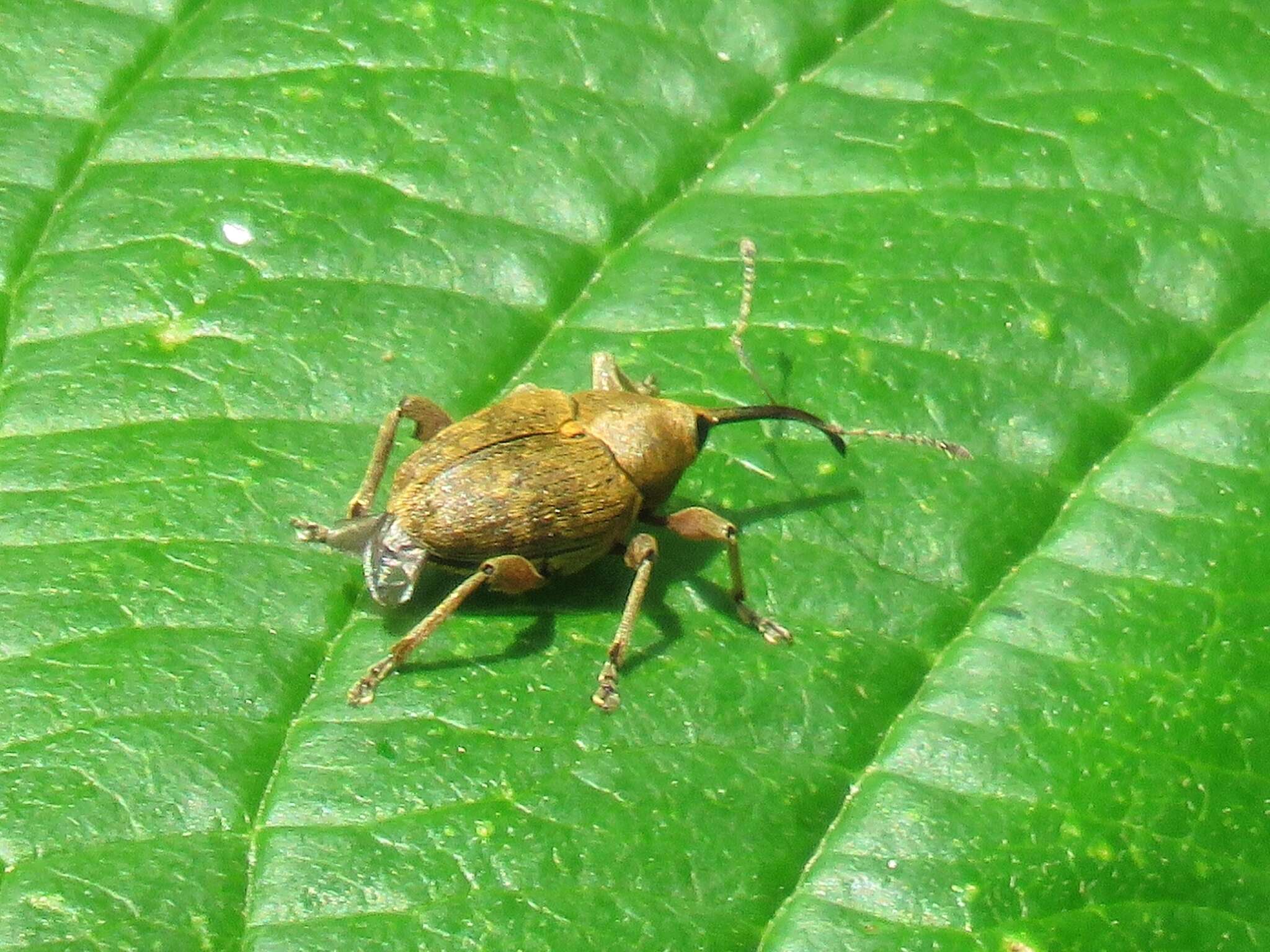 Imagem de Curculio nucum Linnaeus & C. 1758