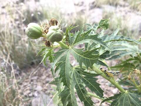 Image of ragged nettlespurge