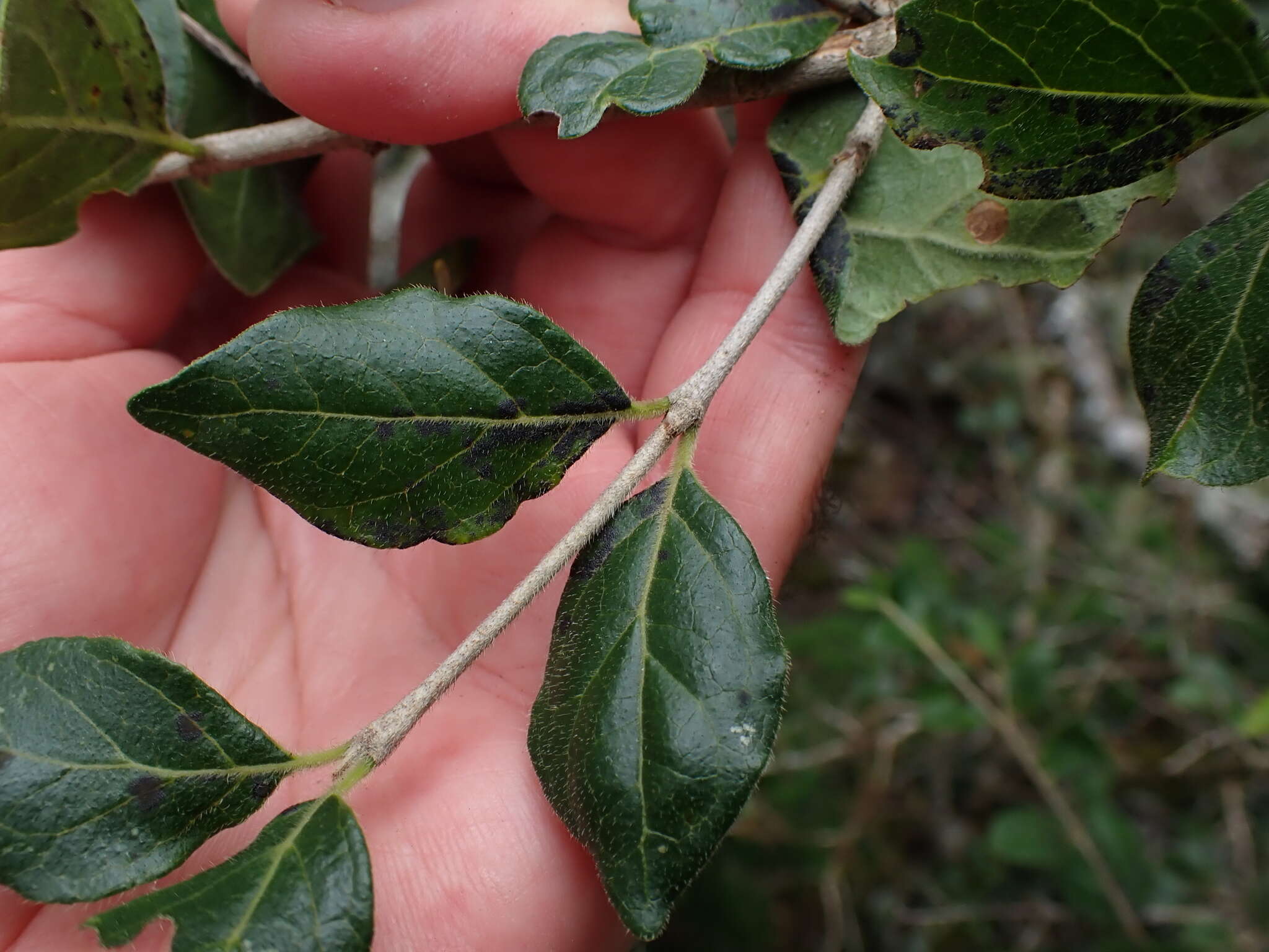 Image of Rock Alder