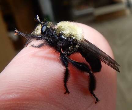 صورة Laphria flavicollis Say 1824