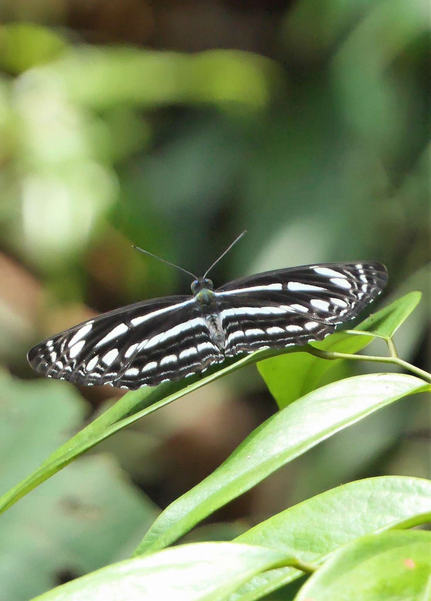 Image of Neptis leucoporus cresina