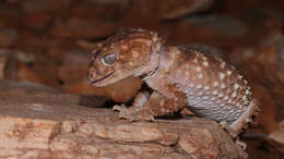 Image of Centralian Rough Knob-tail gecko