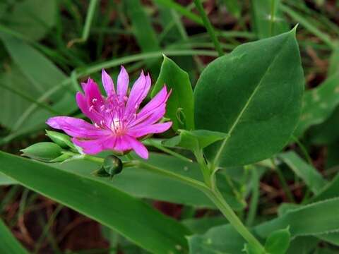 Image of Corbichonia decumbens (Forsk.) Exell