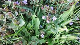 Image of Glechoma hederacea L.