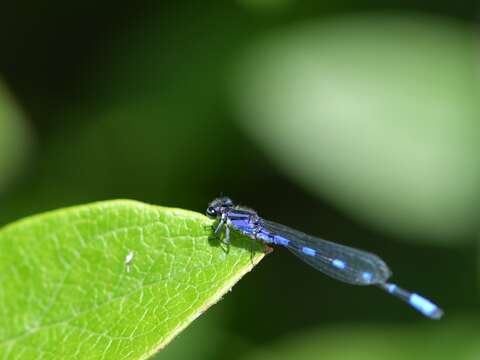 Image of Little Bluet