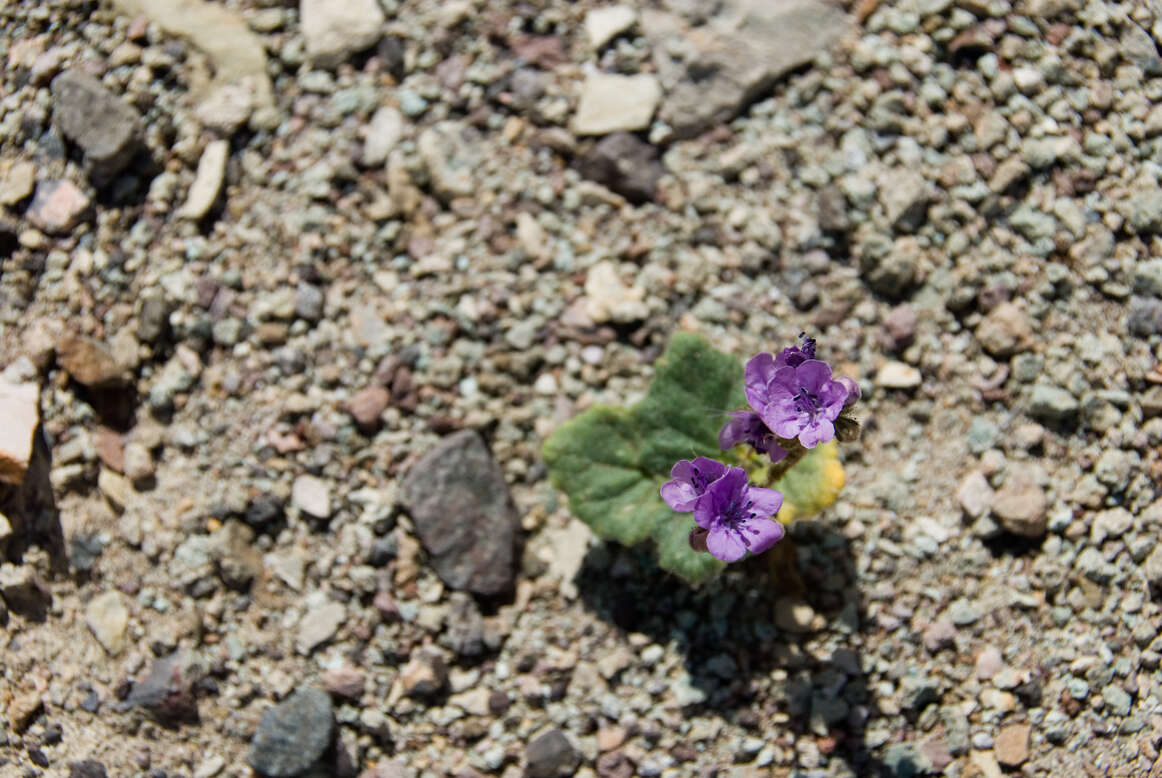 Image of calthaleaf phacelia